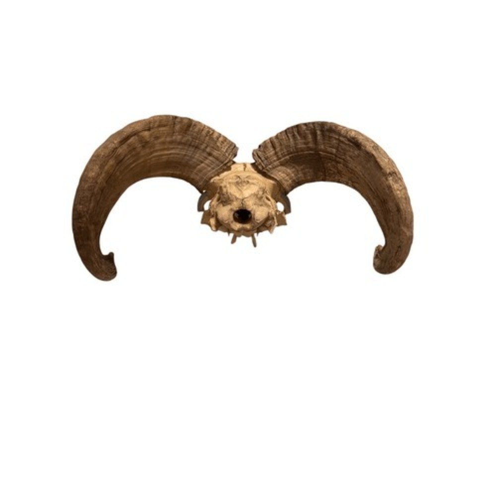 Sacred Vintage Native American Butte County Hand Painted OOAK Big Horn Ram Skull - Picture 2 of 8